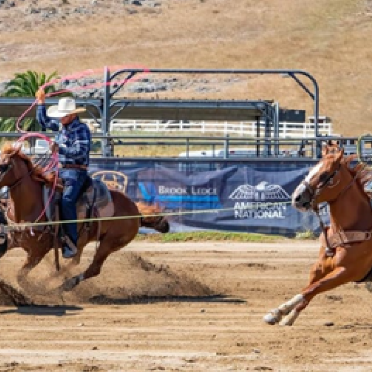 Calf Roping at Sheriff's Rodeo